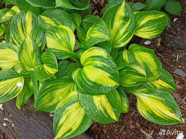 Хоста Рейндбоуз энд