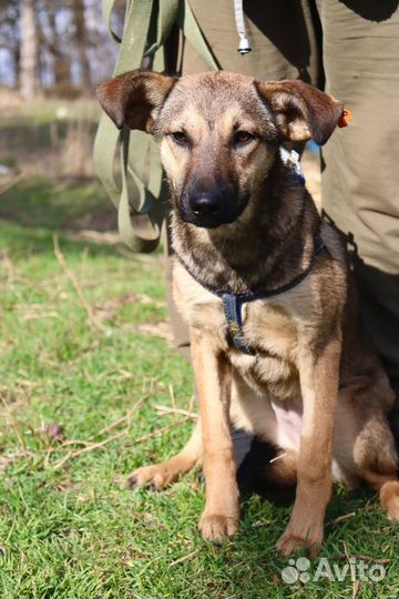Щенок девочка Нора в добрые руки