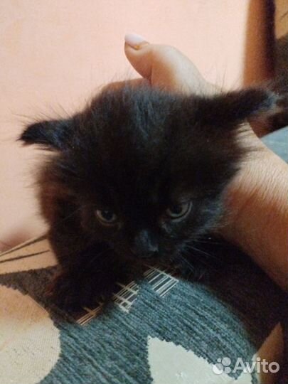 Котята в добрые руки. Два милых котика ищут дом