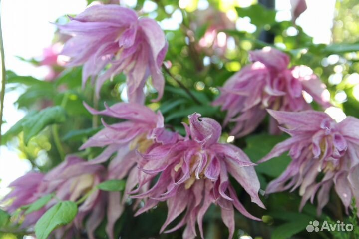 Садовые цветы и растения