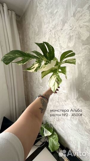 Монстера альба