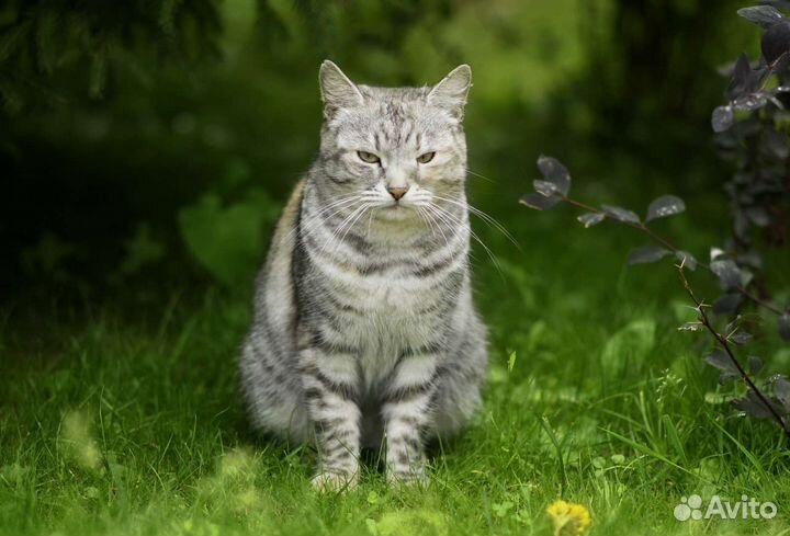 Кошка в добрые руки