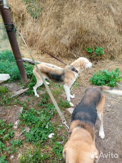 Продажа русских гончих