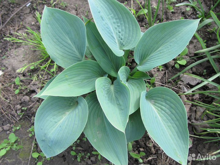 Растения для дома и дачи