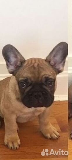 Французский бульдог мини