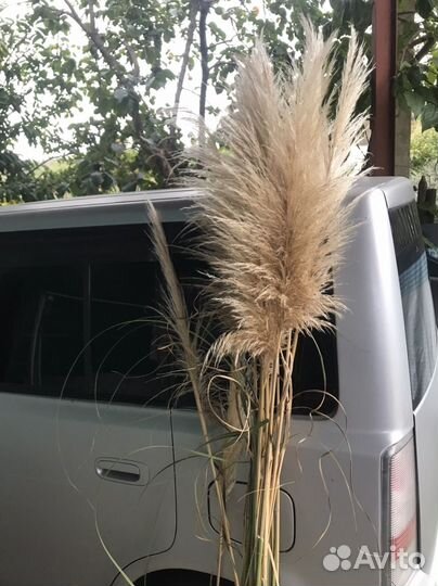 Пампасная трава, декор