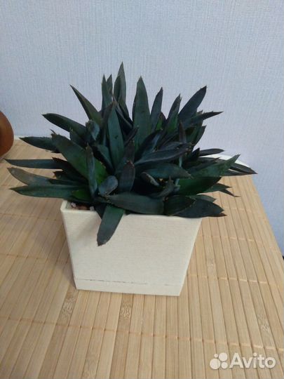 Растения суккуленты, алое, кактус