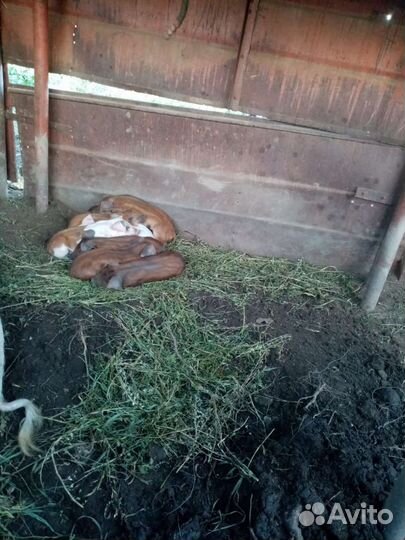 Свинья с поросятами