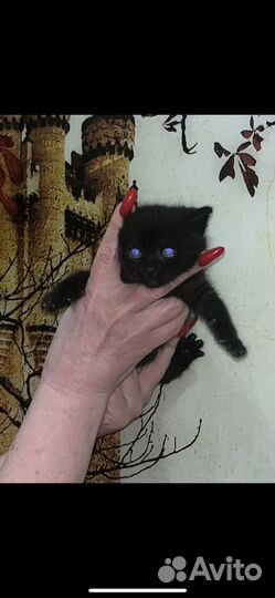 Котята породистые