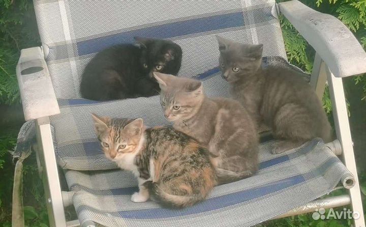 Котята в дар