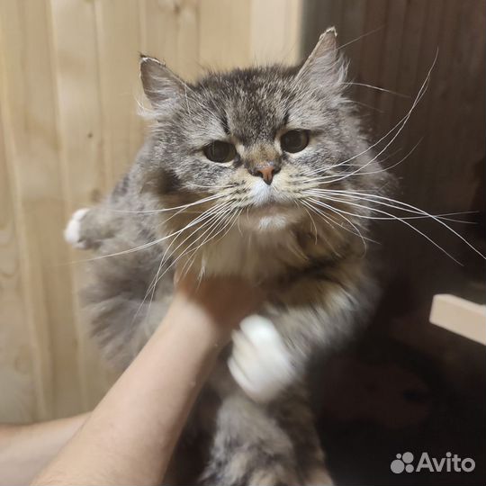 Котята сибирские