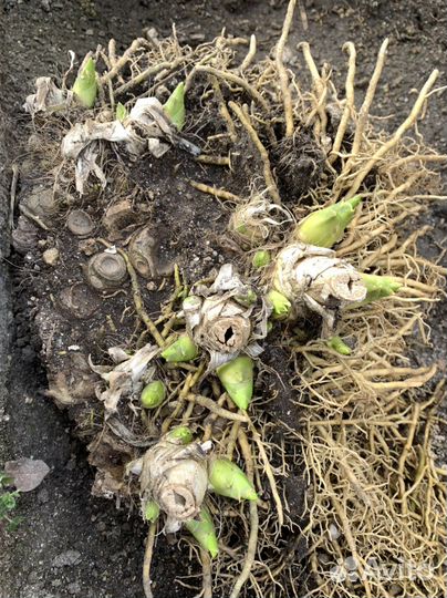 Хоста книфофия