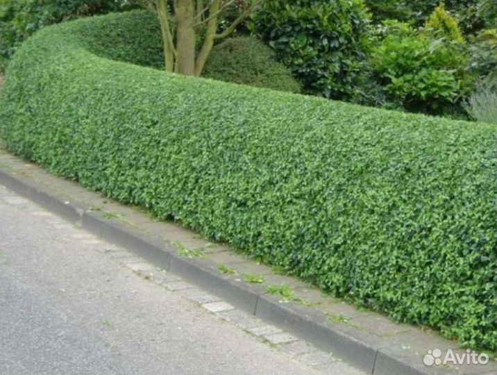 Саженцы бирючины