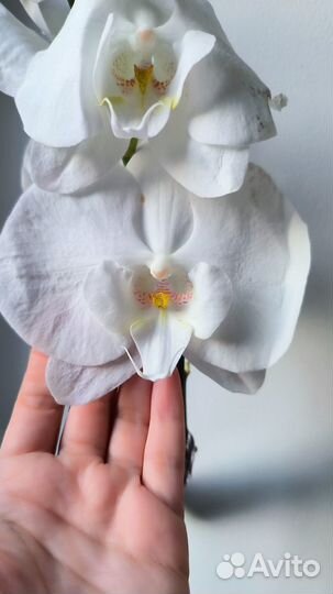 Орхидеи фаленопсис биг липы цветущие