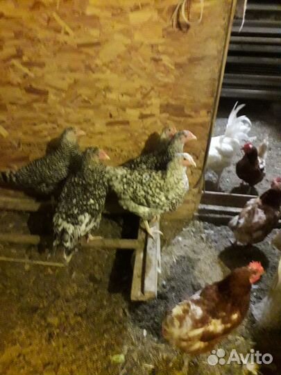 Курочки молодки