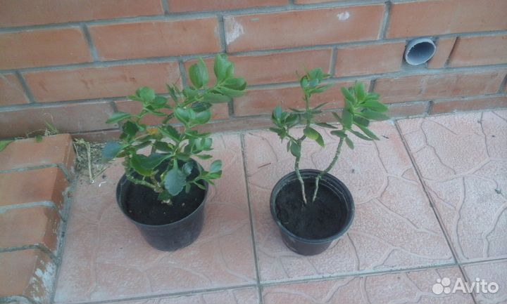 Монстера, фикус, каланхоэ