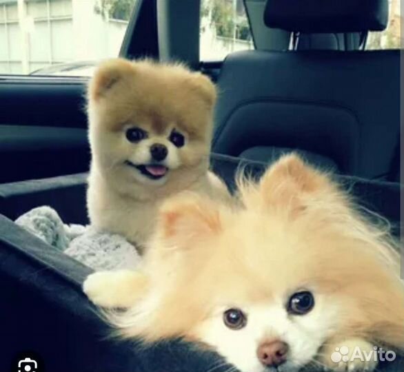 Передержка собак в домашних условиях