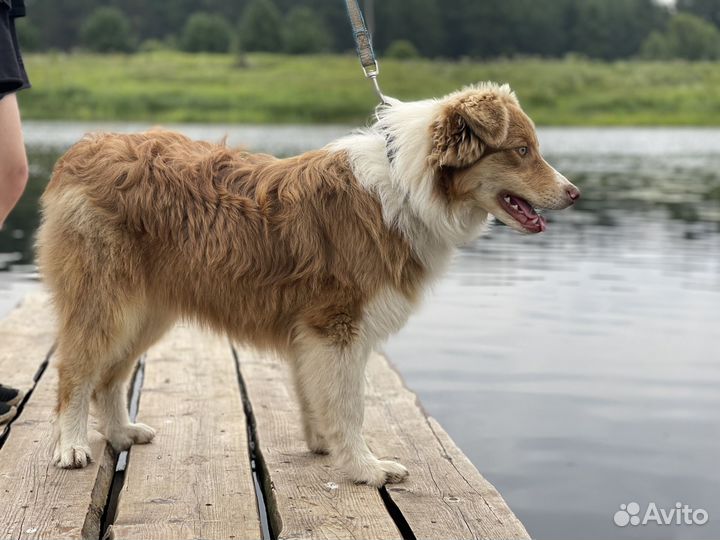 Австралийская овчарка аусси