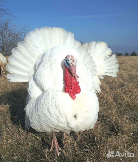 Индюшата биг 6