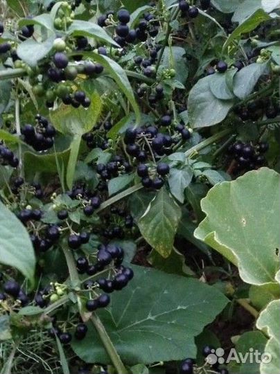 Черника форте семена