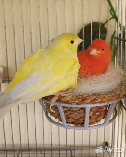 Кенары муаровые, красные,оранжевые