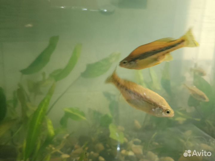 Аквариумные растения