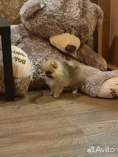 Щенок шпиц мини