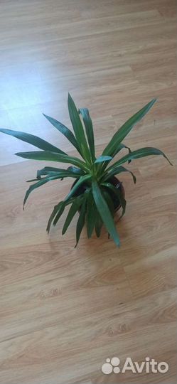 Пальма юкка