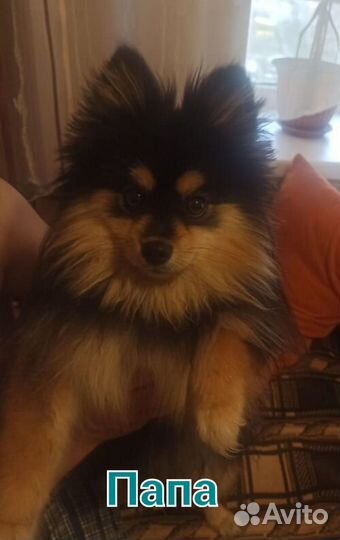 Щеночек Шпица