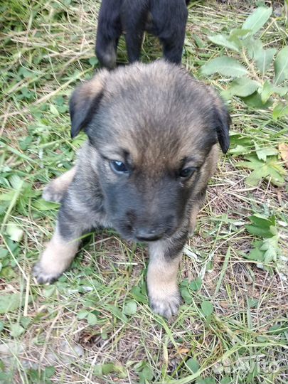 Собака в добрые руки щенок