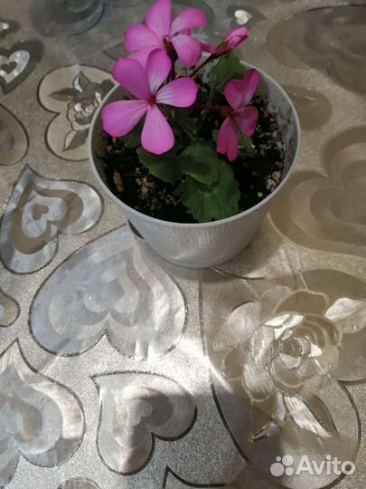 Пеларгония герань