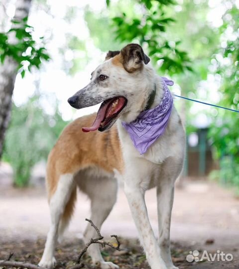 Собака в добрые руки, Лолита