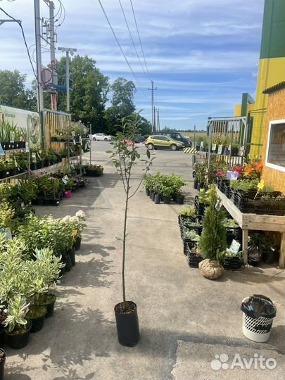 Яблоня Медуница