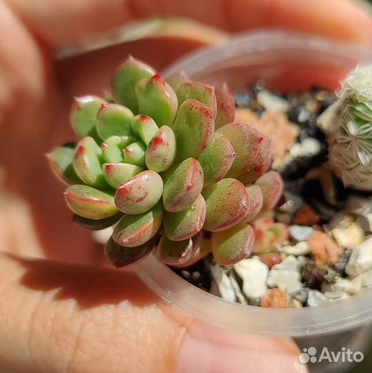 Суккуленты