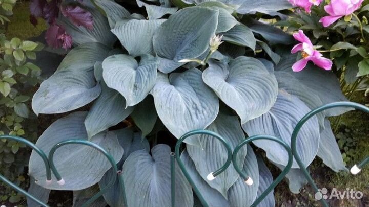 Хоста блю энждел Высота от 25см