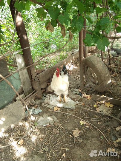 Брама светлая колумбийская, куропатчатая