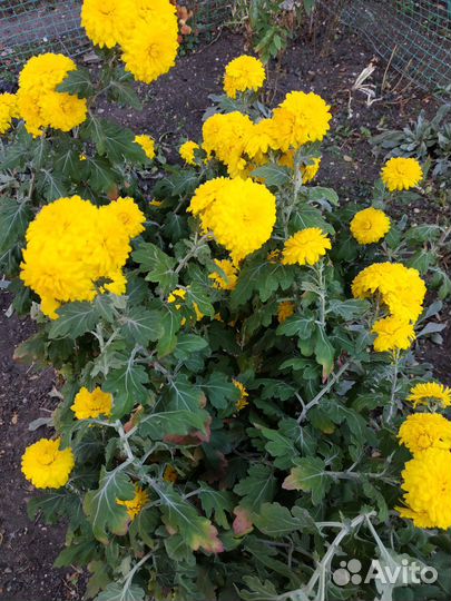 Хризантема желтая