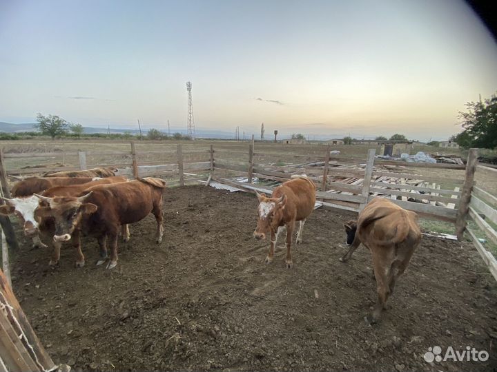 Бычки и телята