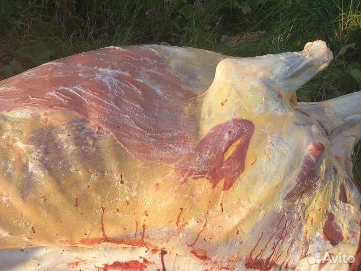 Коровы телки и бычки