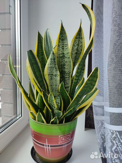 Сансевиерия сортовая