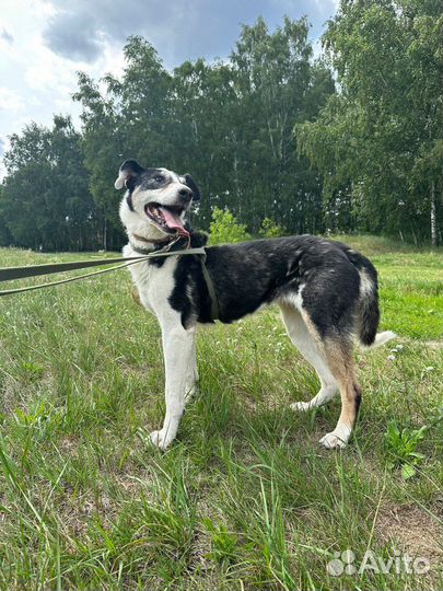 Собака Нюра