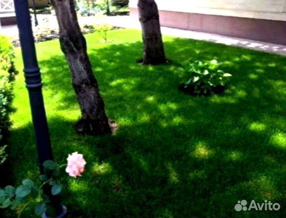 Рулонный газон 