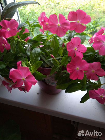 Цветы садовые