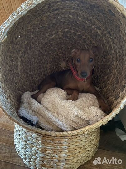 Передержка собак