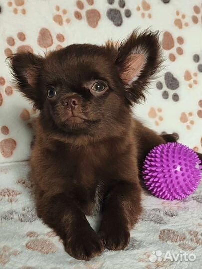 Чихуахуа Медвежата