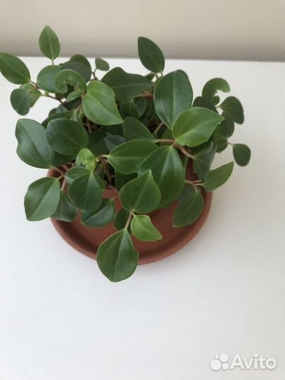 Пеперомия, колеус