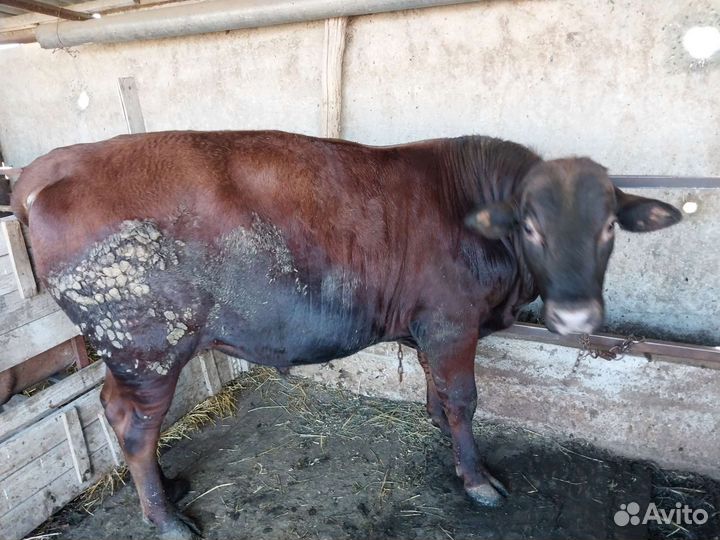 Быки лимузины