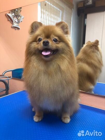 Стрижка собак и кошек