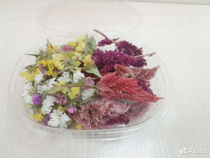 Сухоцветы для творчества