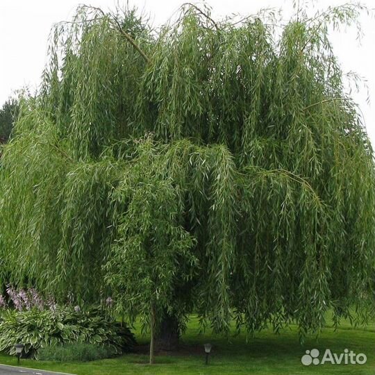 Саженцы деревьев и кустарников (Разные)